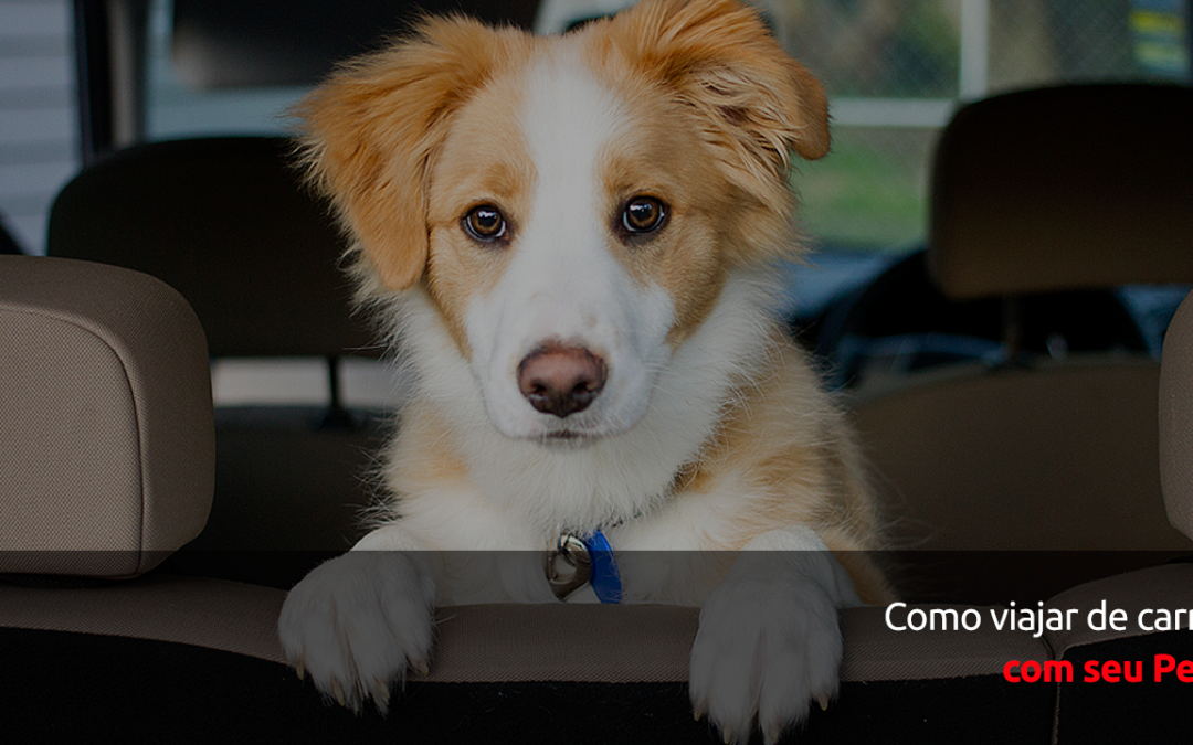 Como viajar de carro com seu Pet